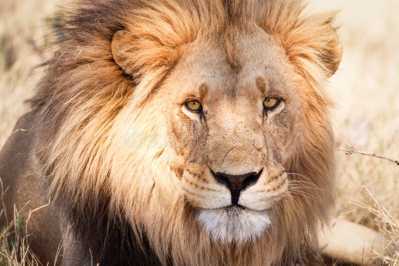 Large African lion in dry savannah stock image Large African lion in dry savannah stock image