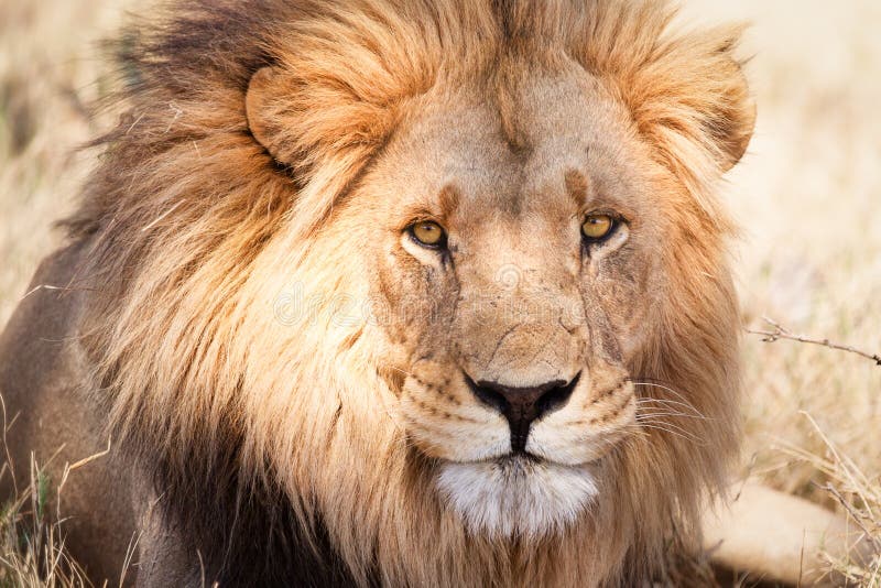 Large African Lion in Dry Savannah Stock Image - Image of predator ...