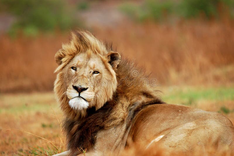 Large African Male Lion