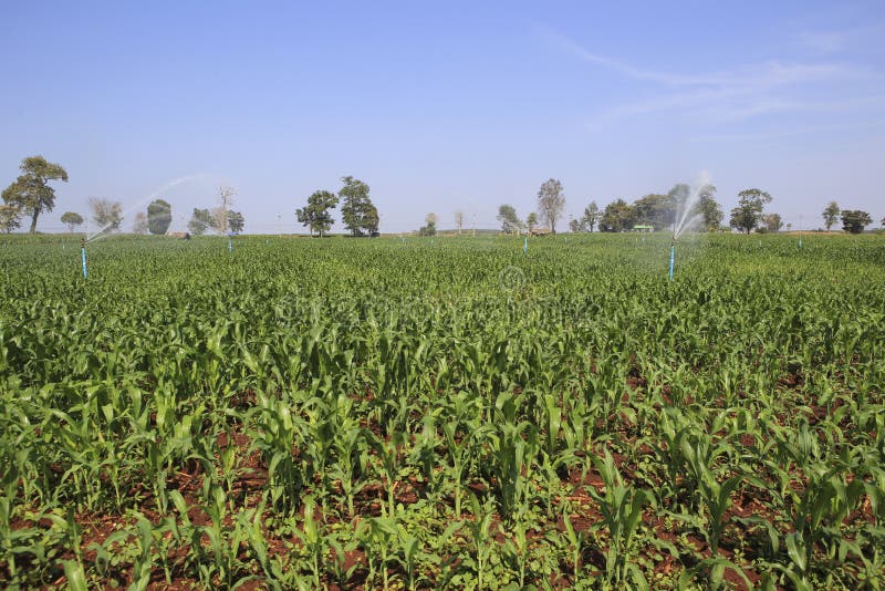 A Large Agriculture Sprinkler Wetting a Newly Planted Corn Field Stock