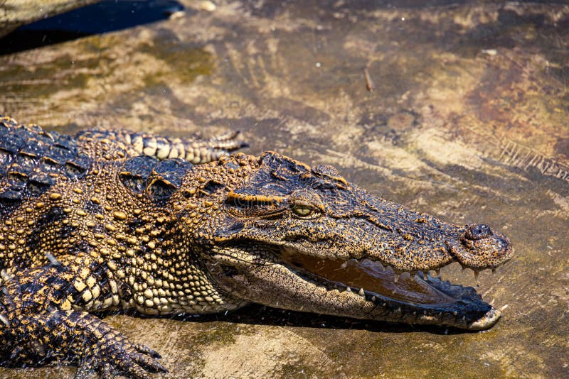 Large Alligator Basking in the Sun on a Large Rock Stock Photo Image