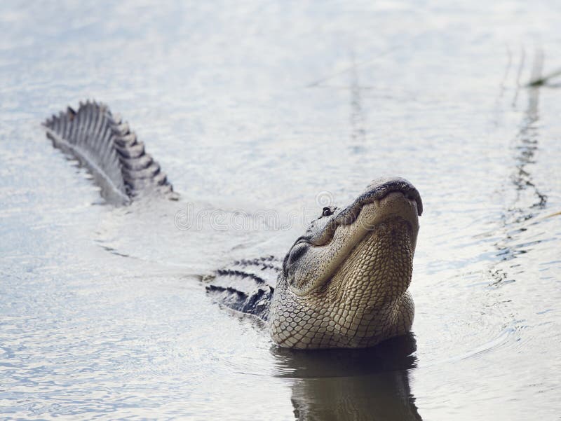 Large Alligator Calls royalty free stock images