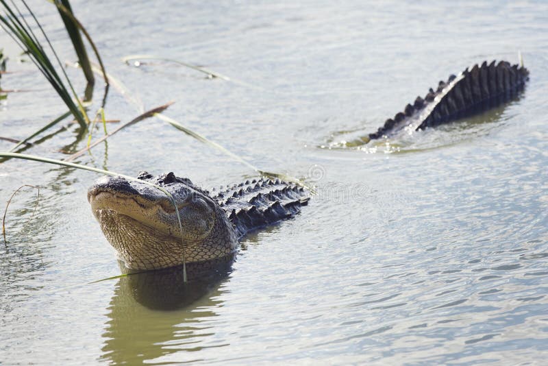 Large Alligator Calls royalty free stock images