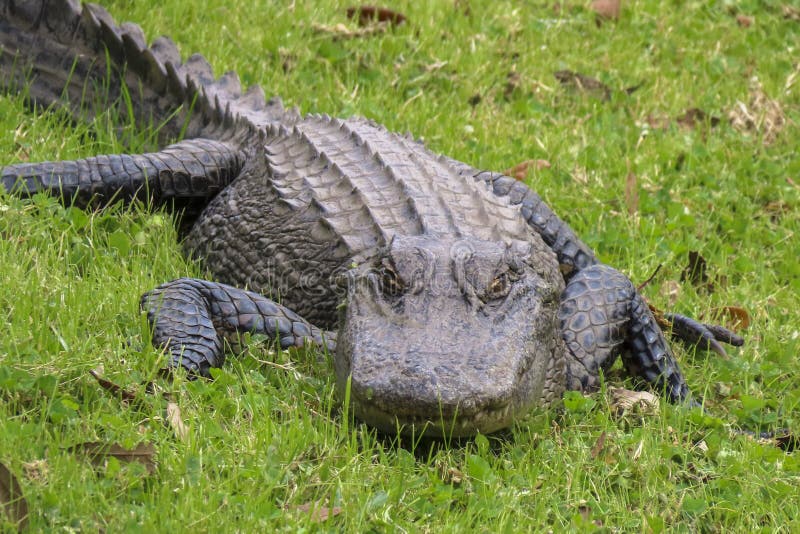 Large alligator in green grass stock photo