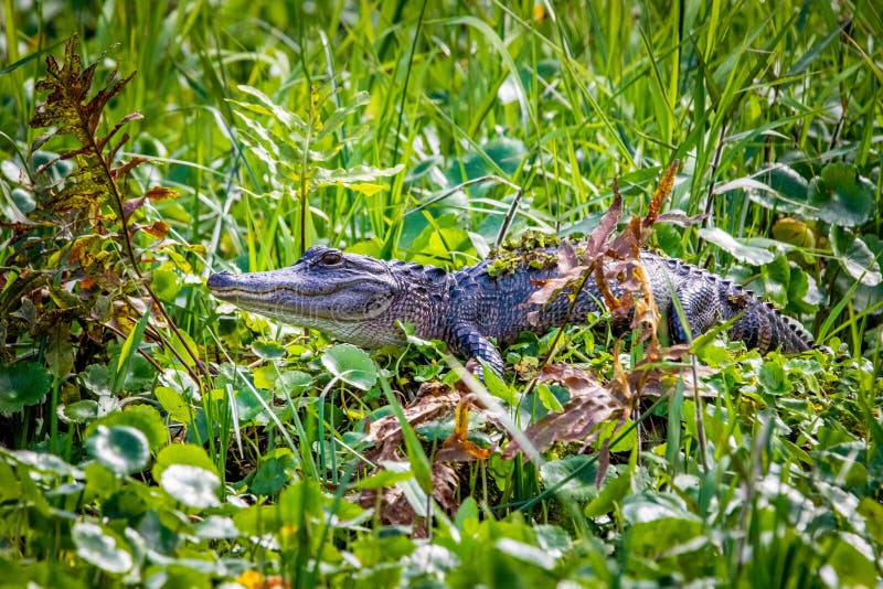Large alligator laying in the grass under the sun royalty free stock photos