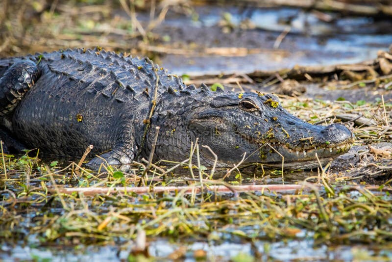 Large alligator laying in the grass under the sun stock photo