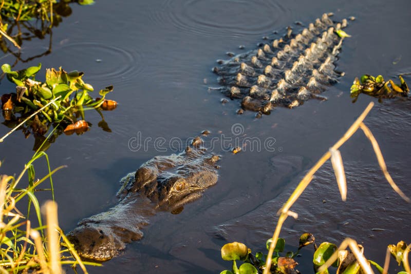 Large alligator laying in the water under the sun royalty free stock images