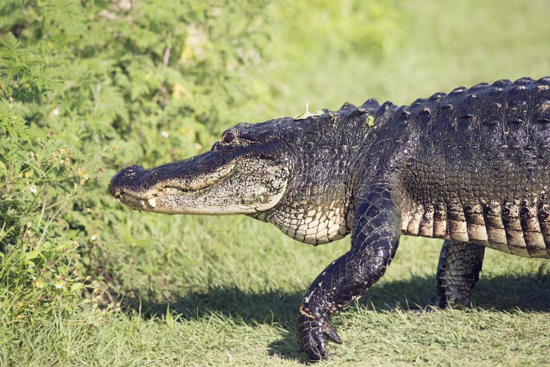 Large Alligator walking royalty free stock photography