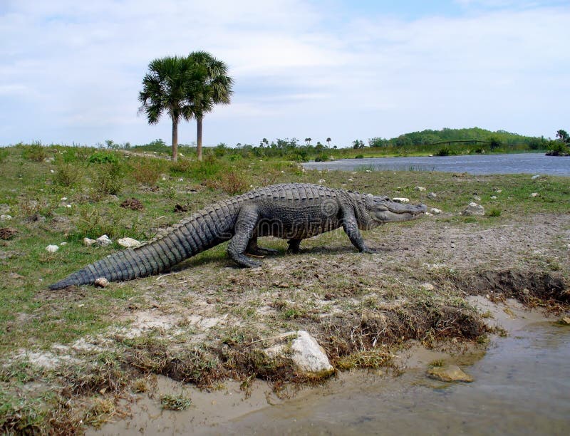 Large alligator walking on a river bank