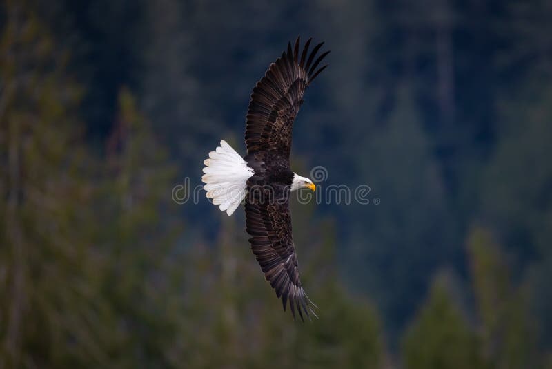 Bald Eagle Flying in the Trees Stock Photo - Image of rare, flight