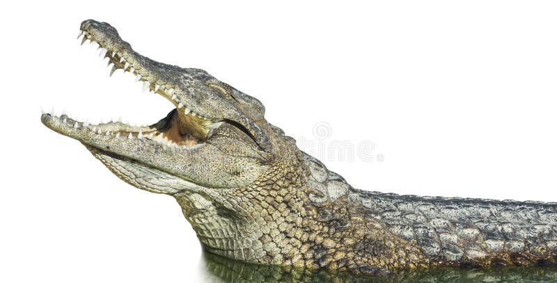 Large American crocodile with open mouth