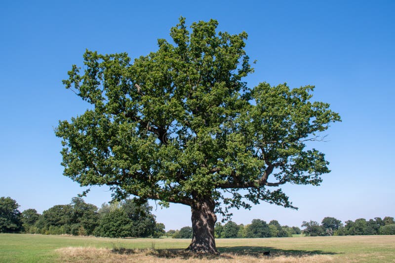 Large ancient Oak tree stock photo