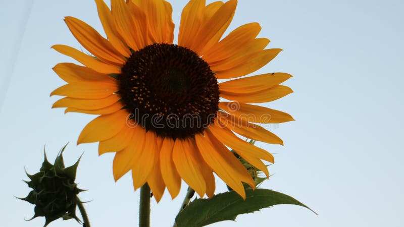 Sunflower Facing East Stock Photos - Free & Royalty-Free Stock Photos ...