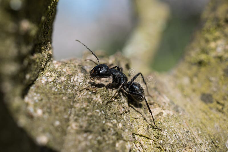 Large Ant On A Tree Stock Photo Image Of Legs Tree 217231016