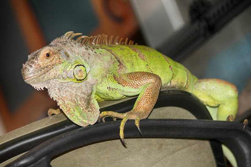 A large, arboreal, tropical American lizard with a spiny crest along the back and greenish coloration, occasionally kept as a pet.