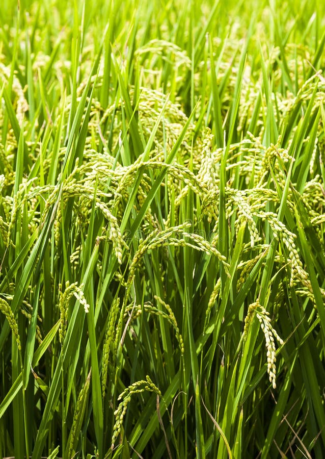 Large Area Rice Crop Field In Taiwan Stock Image Image Of Farming