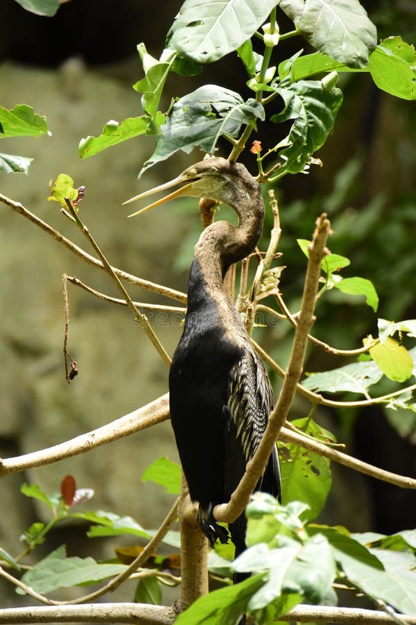 Japanese Cormorant Phalacrocorax Capillatus Stock Image Image Of