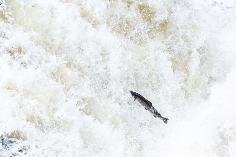 Large Atlantic salmon leaping up the waterfall on their way migration route to their spawning grounds stock image Large Atlantic salmon leaping up the waterfall on their way migration route to their spawning grounds stock image