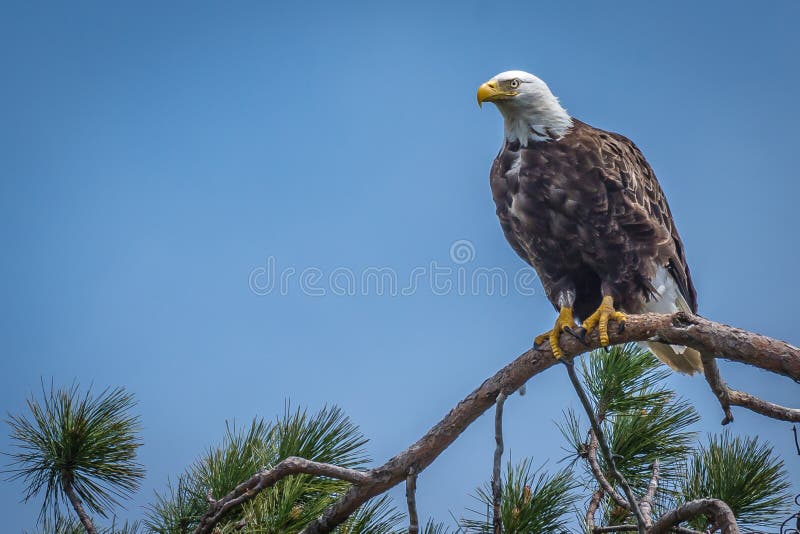 Bald Eagle sitting in the tree top watching over it`s nest.