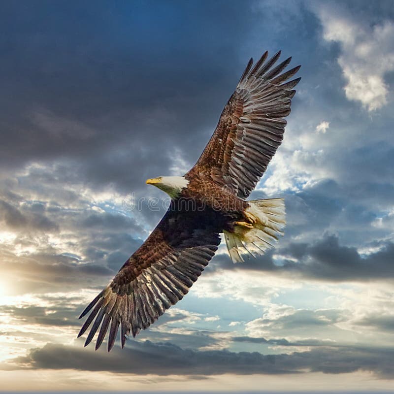 Eagle soaring in blue sky stock photo. Image of hawk - 17484480