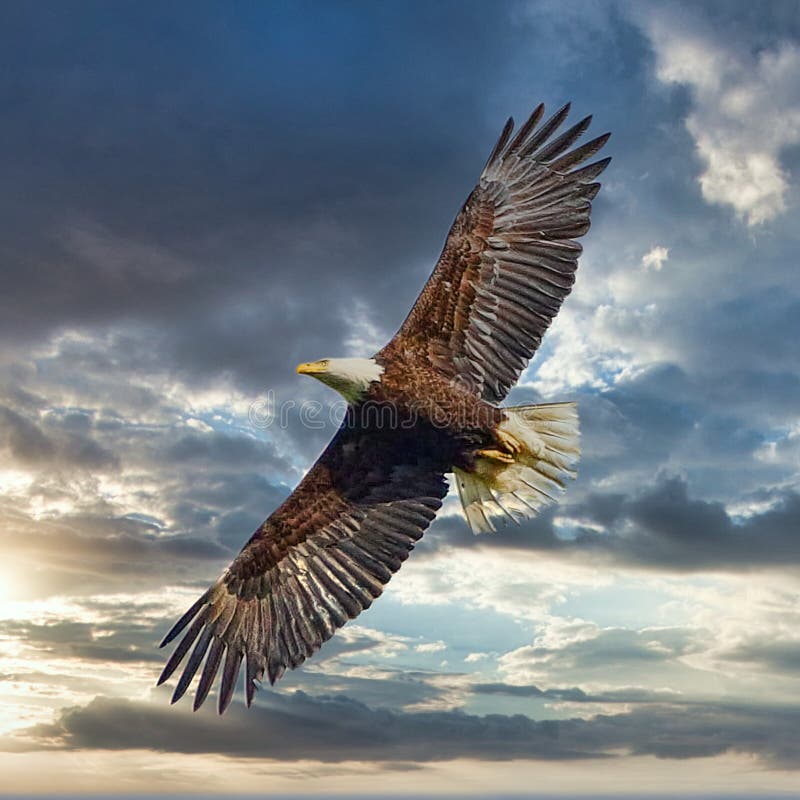 American Bald Eagle Soaring High Sunset Sky Background