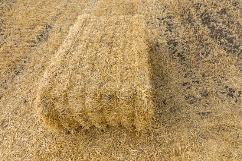 Bale Of Hay harvested stock photo. Image of bale, pile - 51416478
