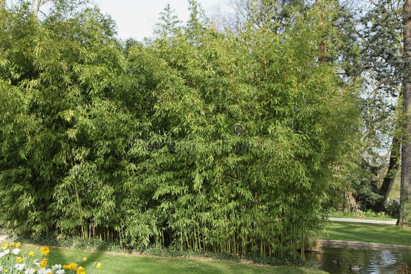 Large Bamboo Hedge in a Park Stock Photo Image of flower, leaf 248596378
