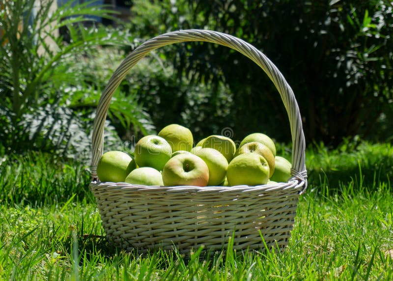 A Large Basket of Apples. Green Apples in a Wicker Basket Stock Photo Image of vegetarian