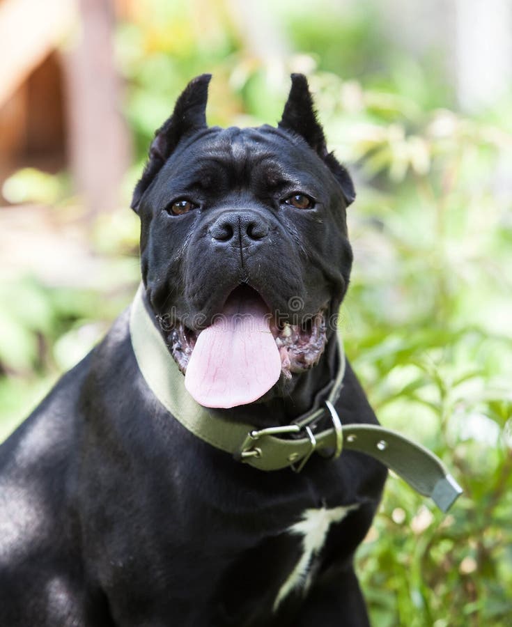 Large Beautiful Black Dog of the Cane-corso Breed on a Background of ...