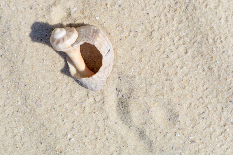 Large beautiful broken cracked antique old ocean seashell shell on the sabd background. Sea beach