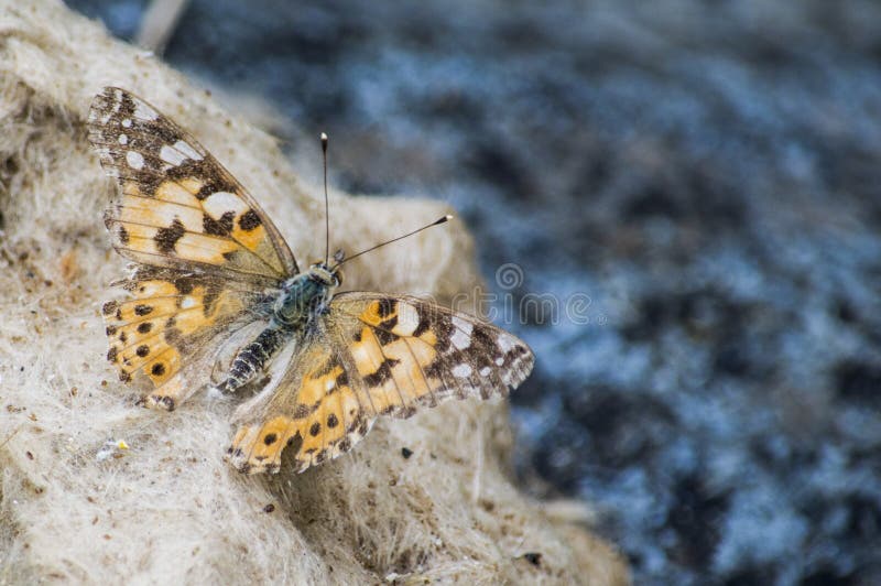A large beautiful brown butterfly prepares for another flight after rest. stock photos A large beautiful brown butterfly prepares for another flight after rest. stock photos