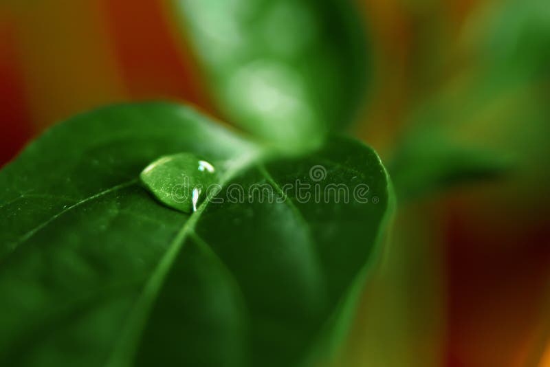 Large beautiful drops of transparent rain water on a green leaf macro. Drops of dew in the morning glow in the sun. Beautiful leaf royalty free stock photos Large beautiful drops of transparent rain water on a green leaf macro. Drops of dew in the morning glow in the sun. Beautiful leaf royalty free stock photos