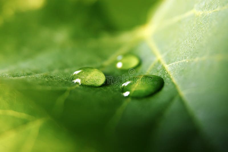 Large beautiful drops of transparent rain water on a green leaf macro. Drops of dew in the morning glow in the sun. Beautiful leaf