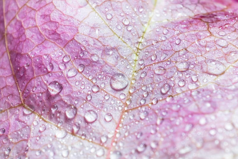 Large beautiful drops of transparent rain water on a pink flower macro.