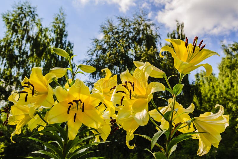 Large and Beautiful Flowers of Yellow Lily in the Rays of the Midday