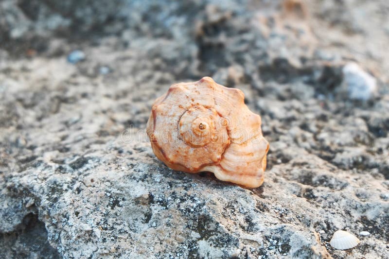 Large beautiful ocean seashell on rocks stone outside in nature, toned instagram filter closeup macro