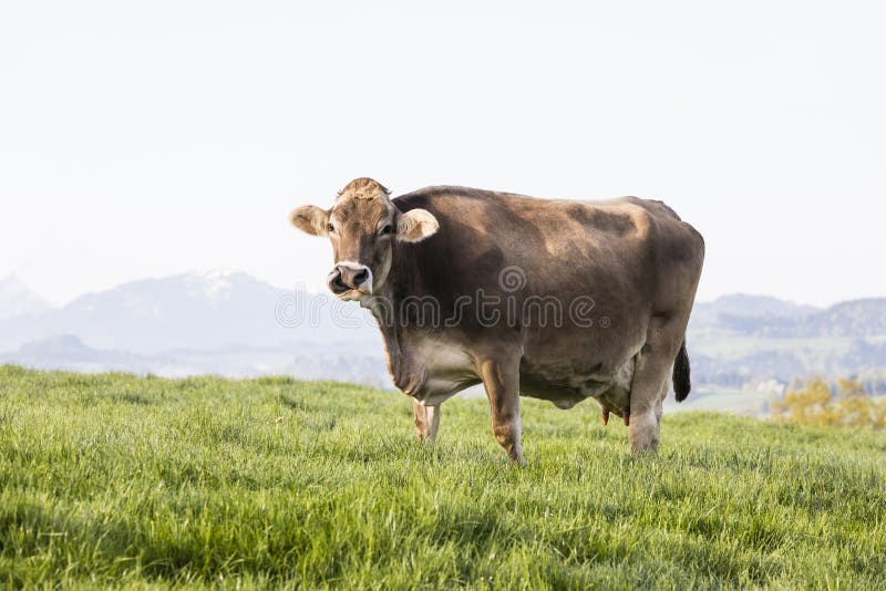 A large beautiful older cow of the breed Swiss Brown Cattle stands in a meadow