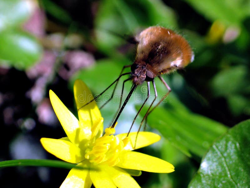 Large bee fly (Bombylius major) stock images