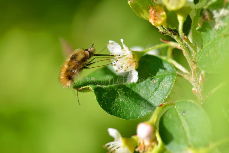 Large bee-fly Bombylius major