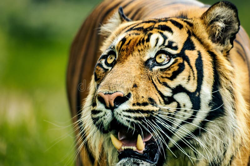 Tiger jumping camera hi-res stock photography and images - Alamy