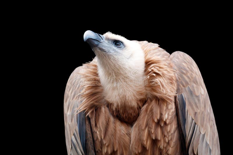 A large bird with a brown head and neck is looking up at the camera royalty free stock image
