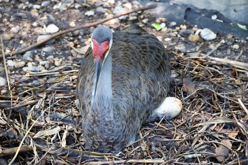 A large bird on an egg nesting. stock photo