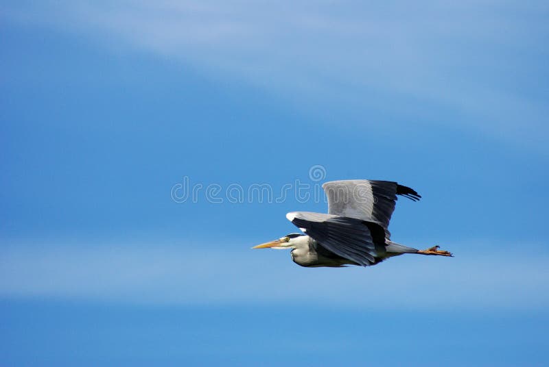 Large bird flying in blue sky