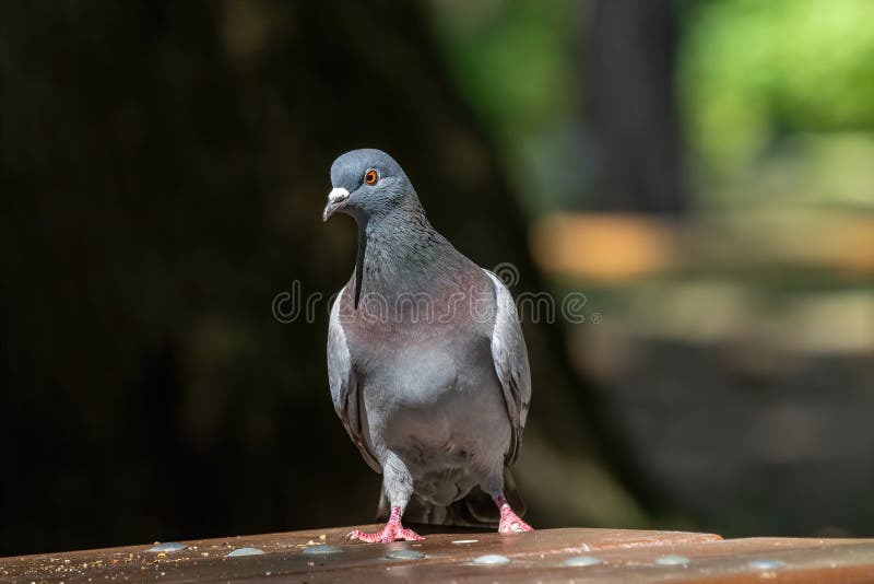 Single pigeon glares menacingly with eyes half closed Stock Photo - Alamy