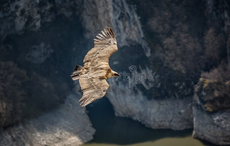 Large bird Griffon vulture flying above canyon Uvac, Serbia royalty free stock photos