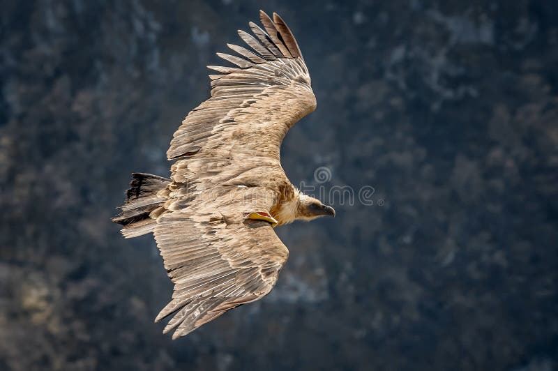 Large bird Griffon vulture flying above canyon Uvac, Serbia stock photo