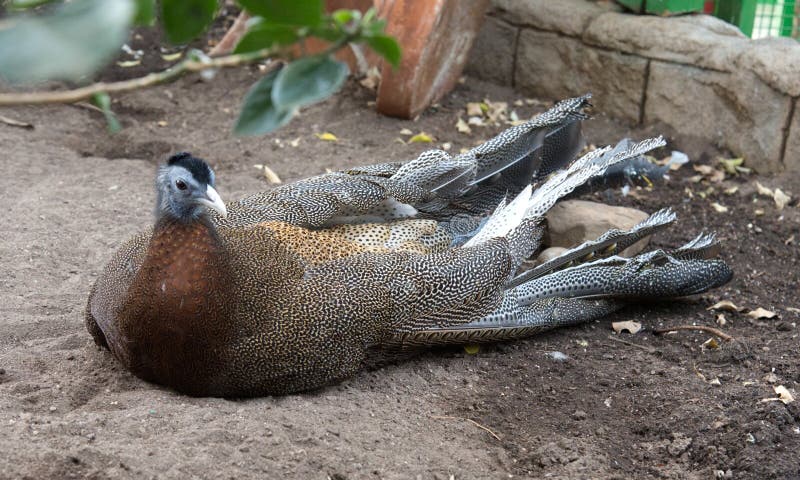 Large bird on ground stock photography