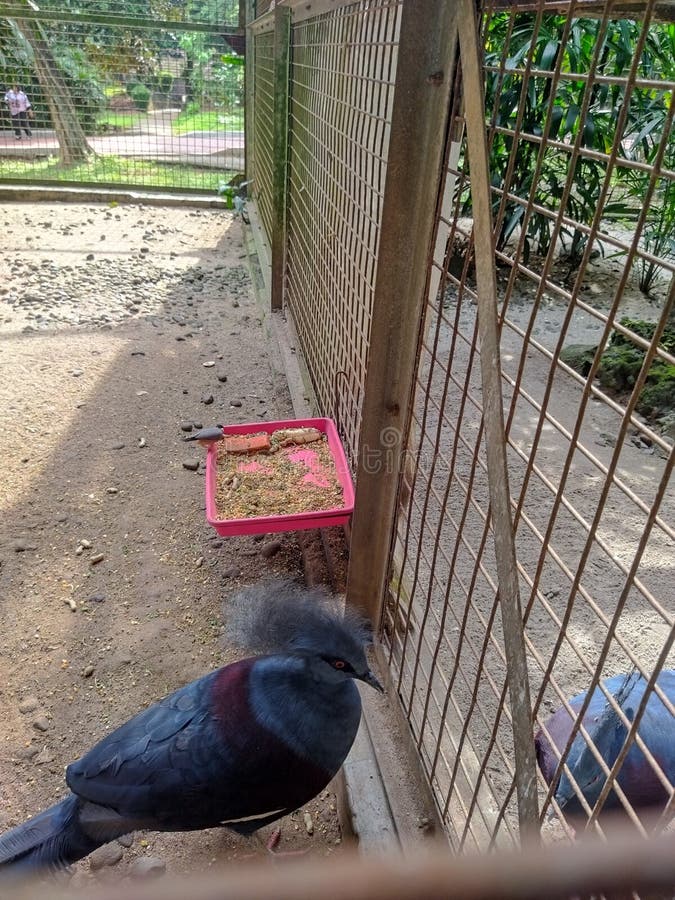 A large bird, likely a Victoria crowned pigeon (*Goura victoria*), stands in a fenced enclosure. stock image