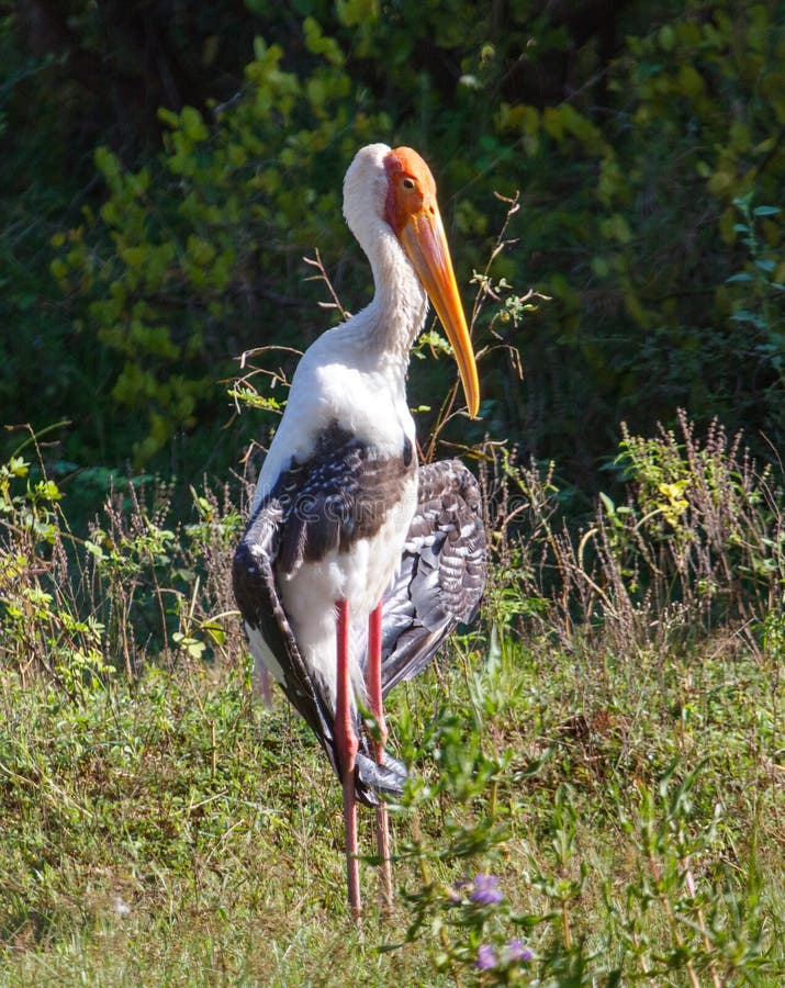 A large bird with a long beak stands in a field of grass royalty free stock photo