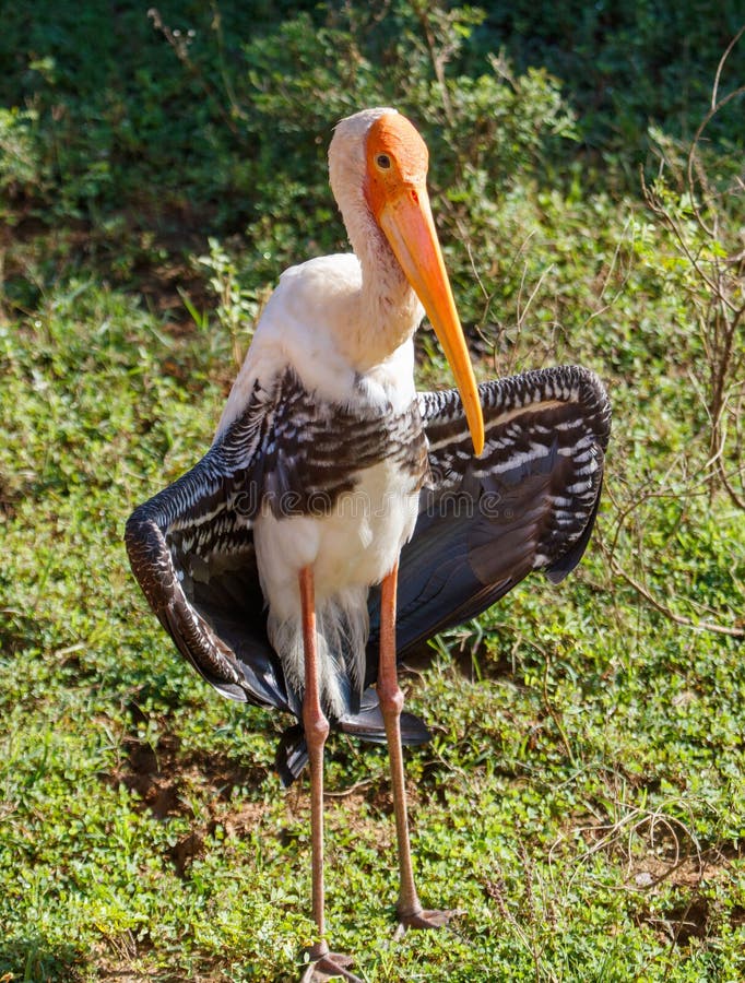 A large bird with a long beak stands in a grassy field royalty free stock photo